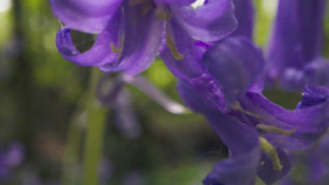 Close-Up-Of-Woodland-With-Bluebells-Growing-In-UK-Countryside