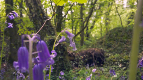 Nahaufnahme-Eines-Waldes-Mit-Glockenblumen,-Die-In-Der-Britischen-Landschaft-Wachsen-1