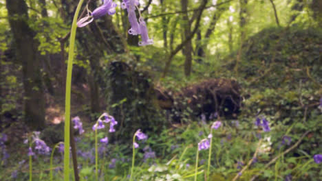 Nahaufnahme-Eines-Waldes-Mit-Glockenblumen,-Die-In-Der-Britischen-Landschaft-Wachsen-3
