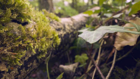 Close-Up-Of-Woodland-Floor-With-Plants-Growing-On-Fallen-Tree-Branches