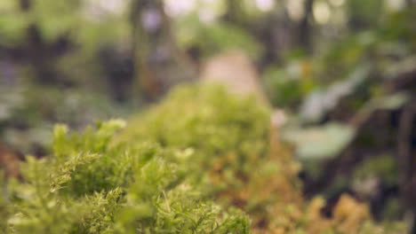 Close-Up-Of-Woodland-Floor-With-Plants-Growing-On-Fallen-Tree-Branches-1