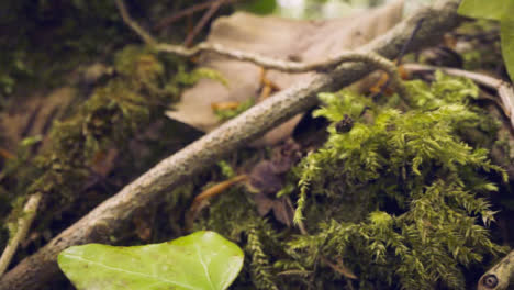 Close-Up-Of-Woodland-Floor-With-Plants-Growing-On-Fallen-Tree-Branches-2