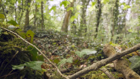 Close-Up-Of-Woodland-Floor-With-Plants-Growing-On-Fallen-Tree-Branches-3