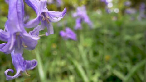 Cerca-De-Un-Bosque-Con-Campanillas-Que-Crecen-En-La-Campiña-Británica-5