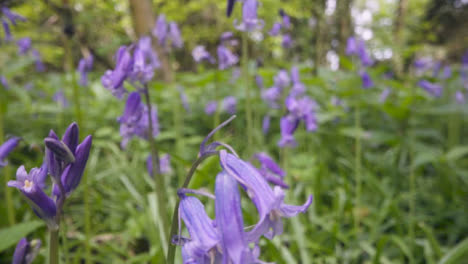 Close-Up-Of-Woodland-With-Bluebells-Growing-In-UK-Countryside-6