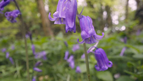 Close-Up-Of-Woodland-With-Bluebells-Growing-In-UK-Countryside-7