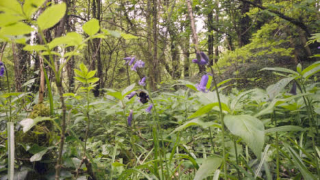 Nahaufnahme-Der-Biene-Auf-Bluebell-Blume,-Die-In-Der-Britischen-Waldlandschaft-Wächst