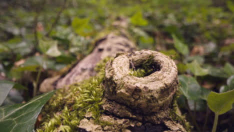 Close-Up-Of-Woodland-Floor-With-Plants-Growing-On-Fallen-Tree-Branches-4