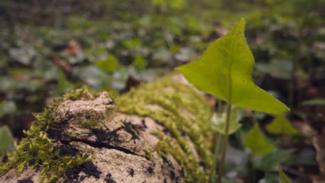 Nahaufnahme-Eines-Waldbodens-Mit-Pflanzen,-Die-Auf-Umgestürzten-Ästen-Wachsen-5