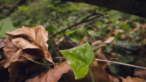 Nahaufnahme-Eines-Waldbodens-Mit-Pflanzen,-Die-Auf-Umgestürzten-Ästen-Wachsen-6