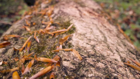 Cerrar-Musgo-Creciente-Tronco-De-Corteza-De-árbol-Caído-En-El-Campo-Boscoso