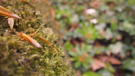 Close-Up-Moss-Growing-Bark-Trunk-Of-Fallen-Tree-In-Woodland-Countryside