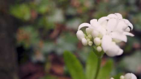 Nahaufnahme-Eines-Waldes-Mit-Weißen-Wildblumen,-Die-In-Der-Britischen-Landschaft-Wachsen-1