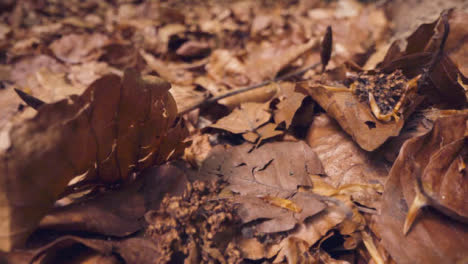 Close-Up-Of-Dead-Leaves-By-Trunk-Of-Fallen-Tree-In-UK-Woodland-Countryside