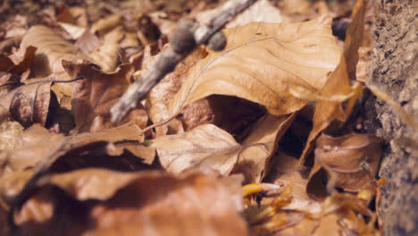 Nahaufnahme-Von-Abgestorbenen-Blättern-Auf-Waldboden-In-Der-Britischen-Waldlandschaft