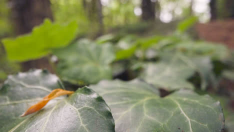 Cerca-Del-Suelo-Del-Bosque-Con-Hojas-De-Plantas-Que-Crecen