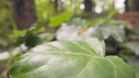 Cerca-Del-Suelo-Del-Bosque-Con-Hojas-De-Plantas-Que-Crecen