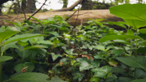 Nahaufnahme-Des-Waldbodens-Mit-Pflanzen,-Die-Um-Einen-Umgestürzten-Baum-Herum-Wachsen