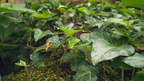 Close-Up-Of-Woodland-Floor-With-Plants-And-Moss-Growing-Around-Fallen-Tree