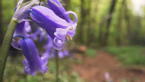 Nahaufnahme-Eines-Waldes-Mit-Glockenblumen,-Die-In-Der-Britischen-Waldlandschaft-Wachsen-9