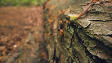 Close-Up-Of-Bark-On-Trunk-Of-Fallen-Tree-In-Woodland-Countryside-1