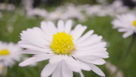 Close-Up-Of-Field-With-Daisies-Growing-In-UK-Countryside