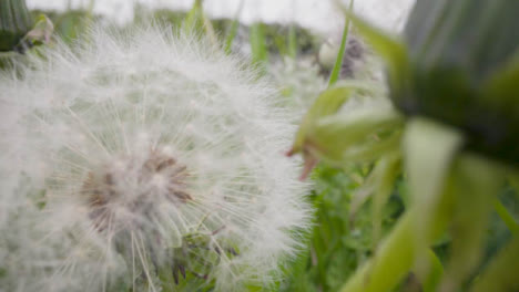 Close-Up-Of-Dandelion-With-Seeds-Growing-In-UK-Countryside-3