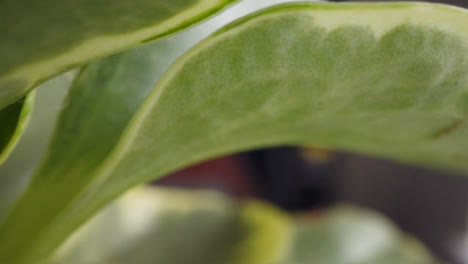 Close-Up-Of-Leaves-Of-Houseplant-Growing-Indoors