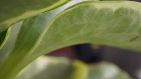 Primer-Plano-De-Hojas-De-Plantas-De-Interior-Que-Crecen-En-Interiores