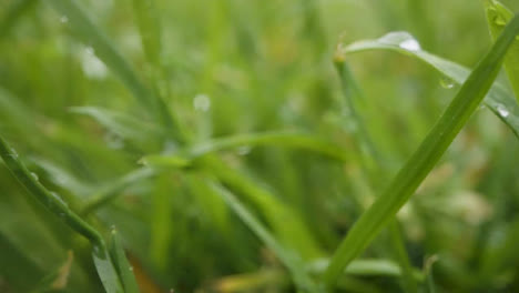 Close-Up-Of-Rain-Droplets-On-Grass-And-Plant-Leaves