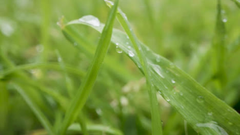 Close-Up-Of-Rain-Droplets-On-Grass-And-Plant-Leaves-1