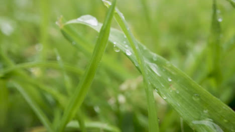 Primer-Plano-De-Gotas-De-Lluvia-Sobre-Hierba-Y-Hojas-De-Plantas-1