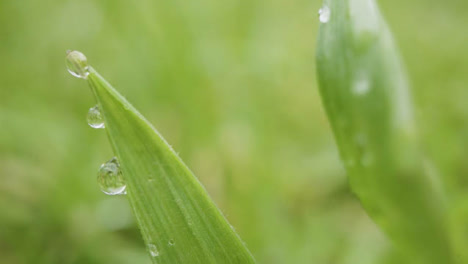 Close-Up-Of-Rain-Droplets-On-Grass-And-Plant-Leaves-2