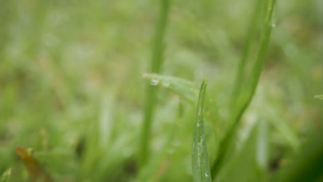 Close-Up-Of-Rain-Droplets-On-Grass-And-Plant-Leaves-4