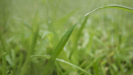 Close-Up-Of-Rain-Droplets-On-Grass-And-Plant-Leaves-5
