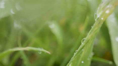 Close-Up-Of-Rain-Droplets-On-Grass-And-Plant-Leaves-6