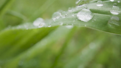 Close-Up-Of-Rain-Droplets-On-Grass-And-Plant-Leaves-7