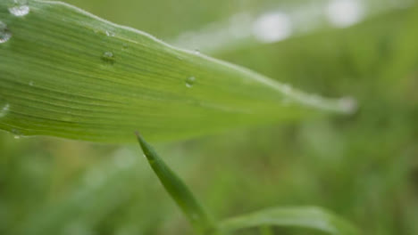 Close-Up-Of-Rain-Droplets-On-Grass-And-Plant-Leaves-8