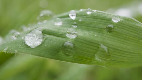 Close-Up-Of-Rain-Droplets-On-Grass-And-Plant-Leaves-9