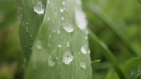 Close-Up-Of-Rain-Droplets-On-Grass-And-Plant-Leaves-10