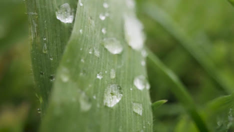 Primer-Plano-De-Las-Gotas-De-Lluvia-Sobre-La-Hierba-Y-Las-Hojas-De-Las-Plantas-10