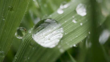 Close-Up-Of-Rain-Droplets-On-Grass-And-Plant-Leaves-11