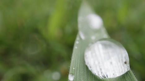 Close-Up-Of-Rain-Droplets-On-Grass-And-Plant-Leaves-12