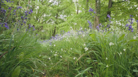Woodland-With-Bluebells-Growing-In-UK-Countryside