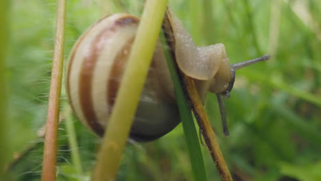 Close-Up-Of-Snail-With-Striped-Shell-On-Plant-Stem-1