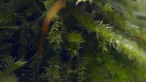 Close-Up-Of-Woodland-Floor-With-Plants-And-Moss-Growing-1