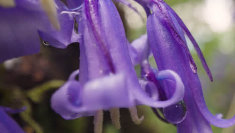 Nahaufnahme-Von-Flechten,-Die-Rindenstamm-Eines-Umgestürzten-Baums-In-Einer-Waldlandschaft-Wachsen