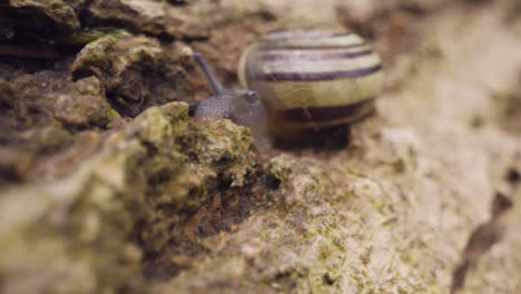 Nahaufnahme-Der-Gestreiften-Muschelrinde-Der-Schnecke-In-Der-Britischen-Waldlandschaft