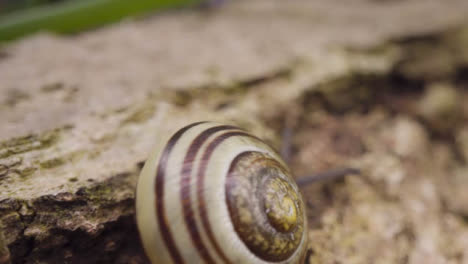 Close-Up-Snail-Striped-Shell-Bark-Tree-in-UK-Woodland-Countryside-3