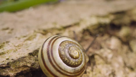Close-Up-Snail-Striped-Shell-Bark-Tree-in-UK-Woodland-Countryside-4
